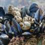 Ocean environment safety of nanocellulose investigated in study of mussels