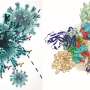virus evolution research paper
