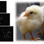 Neonicotinoid causes ASD-like symptoms in chicks, finds study thumbnail