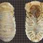 New giant deep-sea isopod discovered in the Gulf of Mexico