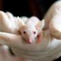 case study animal testing