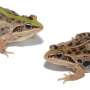 Researchers uncover insights into the evolution of color patterns in frogs and toads thumbnail