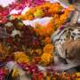 India bids farewell to 'supermum' tiger Collarwali thumbnail