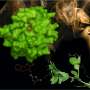 Plant smoke detectors evolve as hormone sensors thumbnail