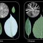 Plant study hints evolution may be predictable