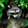 Docile raccoons are super learners and likely trashcan criminal masterminds