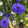 Rare plants attract rare bees and birds in urban gardens