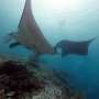 Reef manta ray social relationships depend on individual behavior differences