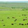 Reintroducing bison to grasslands increases plant diversity, drought resilience, study finds