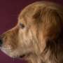 Researchers assess diagnostic criteria for canine glioma