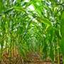 Researchers propose new framework for regulating engineered crops