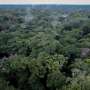 Scientists fight to protect DR Congo rainforest as threats increase