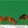 Robot helps reveal how ants pass on knowledge