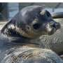 Seals have a sense of rhythm thumbnail