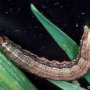 Study provides comprehensive review of devastating fall armyworm pest thumbnail