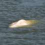 France to give vitamins to beluga stranded in the Seine
