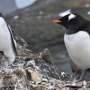 is tourism in antarctica good or bad