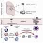 The influenza virus and its influence on blood stem cells and coagulation thumbnail