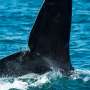 Endangered North Atlantic right whales make a stand in Cape Cod thumbnail
