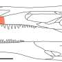 Speed of spinosaurid dinosaur teeth replacement accounts for their overabundance in Cretaceous sites