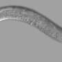 The tiny worm that can help treat trauma patients and facilitate long-distance human space travel