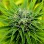 Smoke signals: US House votes to decriminalize cannabis