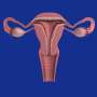 presentation on female reproductive organs
