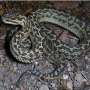 New pit viper discovered in Jiuzhaigou National Nature Reserve, China