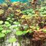 Viruses thrive in aquatic plants in Florida's springs