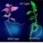 Watching plants switch on genes using a fluorescent protein