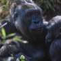 DR Congo park fetes birth of endangered gorilla species thumbnail