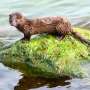 Research reveals an increase in the range of invasive American mink in Europe