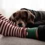 Ask the Pediatrician: When a pet dies, how do I help my child cope? thumbnail