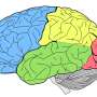 behavioral neuroscience new research