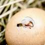 Newborn chicks are attracted to objects that move upwards, shows study