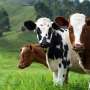 Q&A: Bird flu has spread to cows in Colorado. Is avian influenza a threat?