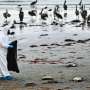 Chile says recent mass seabird death not due to avian flu thumbnail