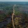 deforestation in the amazon case study