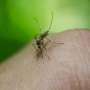 dengue research studies