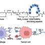 Researchers synthesize chimeric peptide that elicits antitumor activity for cancer immunotherapy thumbnail