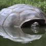Endangered Galapagos tortoises suffer from human waste: Study