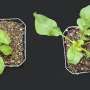 Exposing plants to an unusual chemical early on may bolster their growth and help feed the world thumbnail
