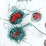 new research on hiv