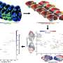 Human Brain Project study offers insights into neuroreceptor organization thumbnail