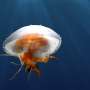 Climate change could significantly alter distribution of jellyfish and other gelatinous zooplankton in the Arctic Ocean