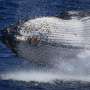 Lonely tunes: Humpback whales wail less as population grows