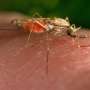 hypothesis about malaria