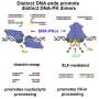 latest research paper on dna computing