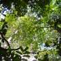Naturally regrowing forests are helping to protect the remaining old forests in the Amazon thumbnail