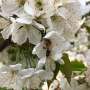 Pollination by more than one bee species found to improve cherry harvest thumbnail